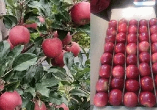 apples