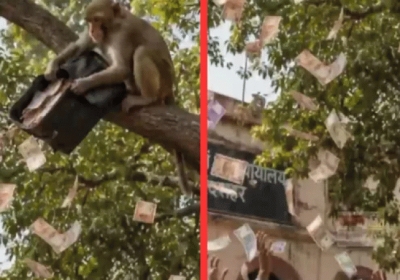 monkey