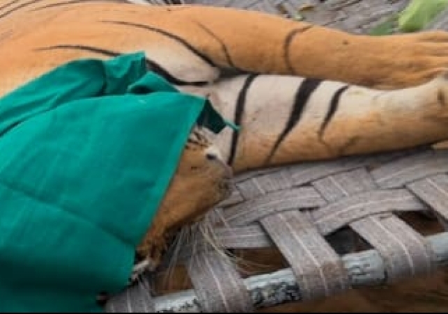tiger