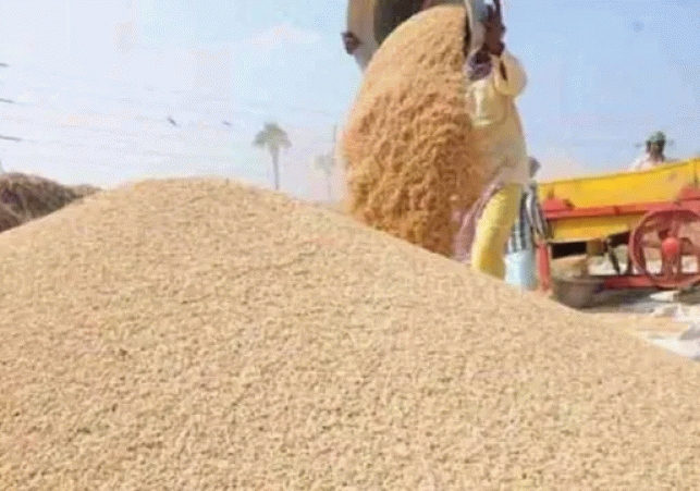 wheat